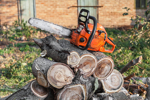 Trusted Hot Springs, AR Tree Service Experts